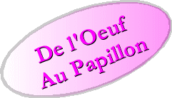 De l'Oeuf au papillon